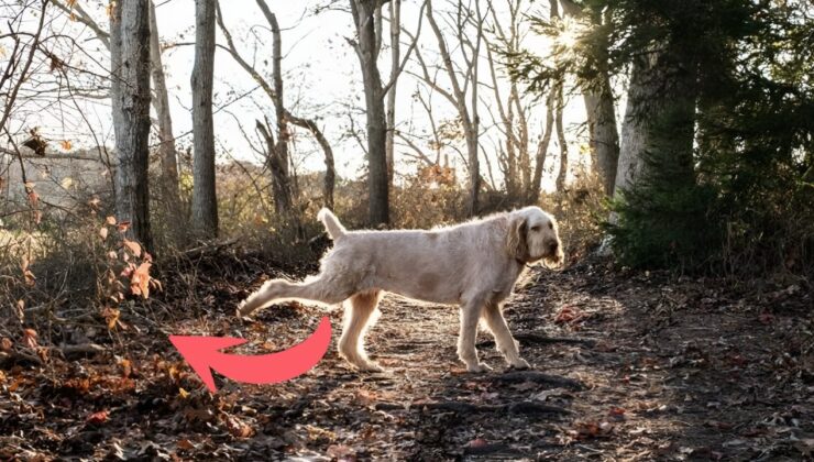 Köpekler Ayaklarını Neden Dışkıladıktan Sonra Ayaklarını Yere Sürterler?