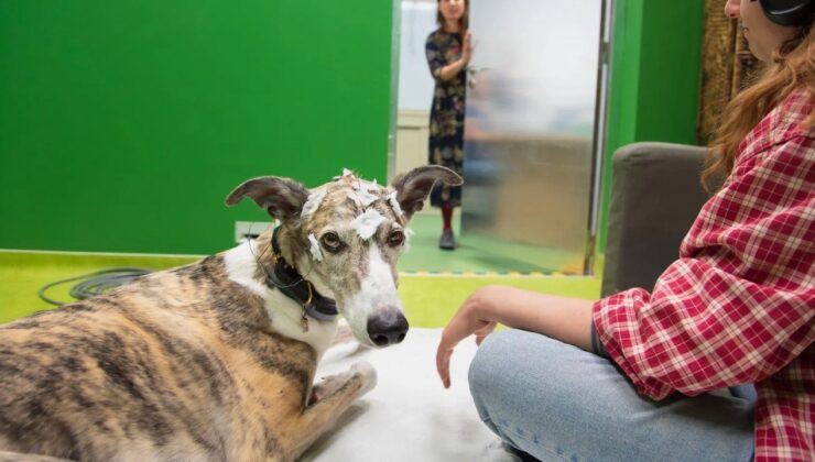 Köpeklerin Gizemli Dünyası: Başka Hangi Yeteneklere Sahip Olabilirler?