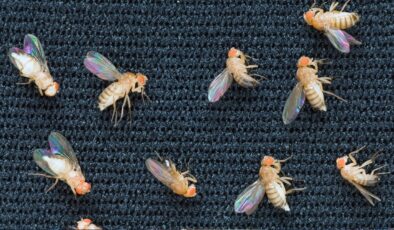 Uzaya İlk Gönderilen Canlı Hayvan Hangisi? Çok Şaşıracaksınız