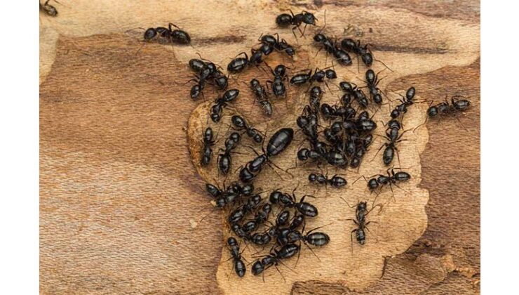 Kraliçe Karıncanın Ölümü ve Koloninin Çöküşü