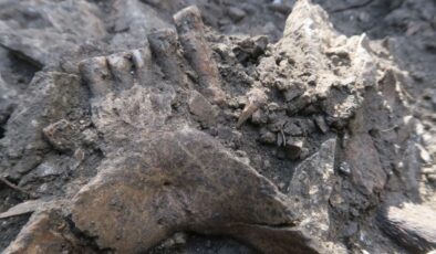 Fransa’daki Mağara ve Neandertallerin Yok Oluşu: Bir Dedektif Hikayesi