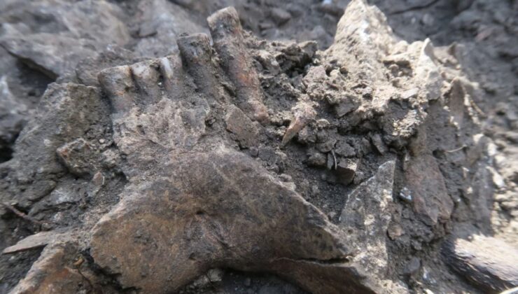 Fransa’daki Mağara ve Neandertallerin Yok Oluşu: Bir Dedektif Hikayesi