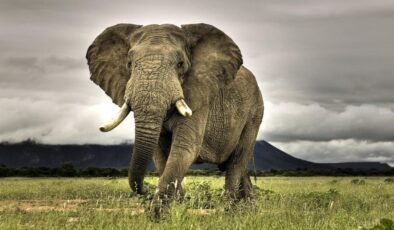 Hayvanlarda Liderlik Seçimi