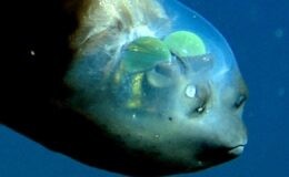 Barreleye Balıkları Özellikleri ve Hakkında Bilinmeyenler