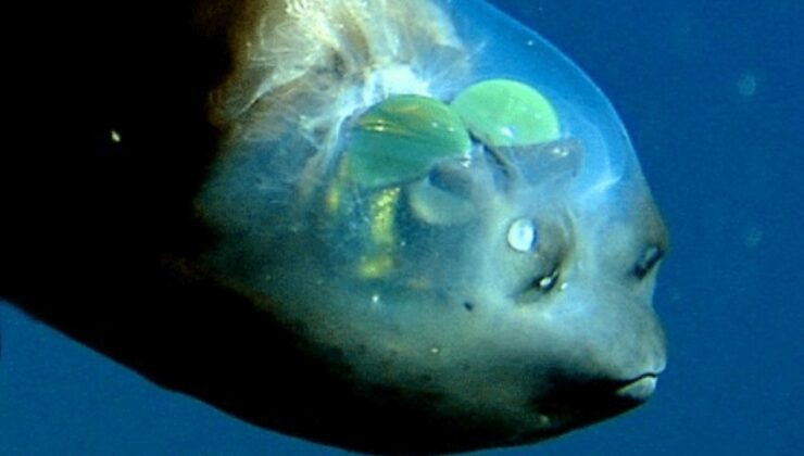 Barreleye Balıkları Özellikleri ve Hakkında Bilinmeyenler