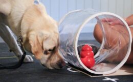 Daha Zeki Köpekler, Daha Küçük Beyinlere mi Sahip? İnanılmaz Değil Mi?